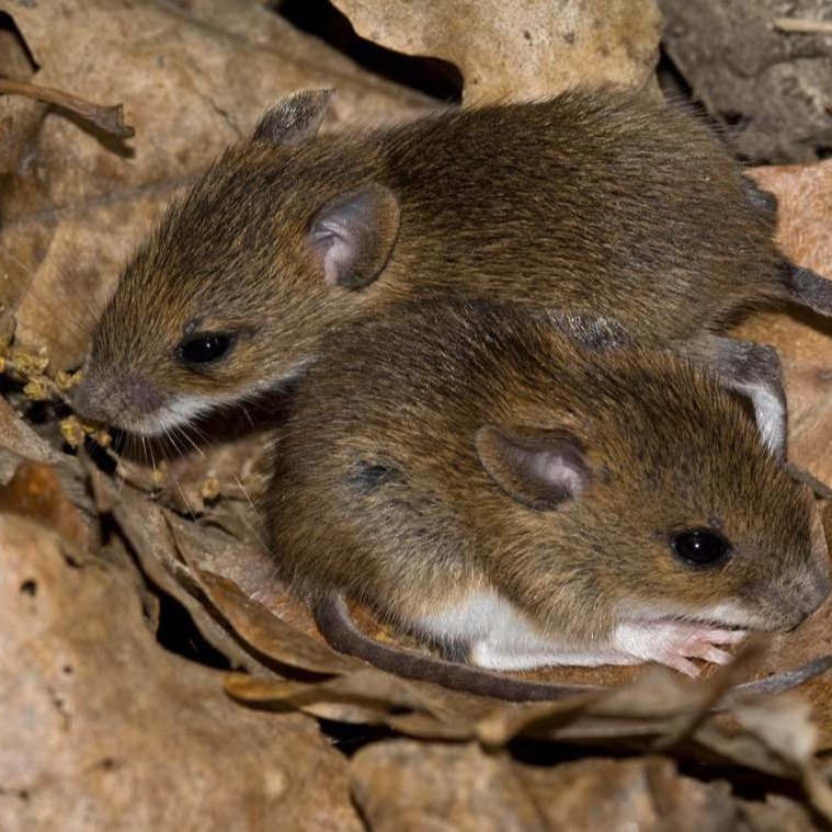 Уничтожения мышей в частном доме в Запорожье?