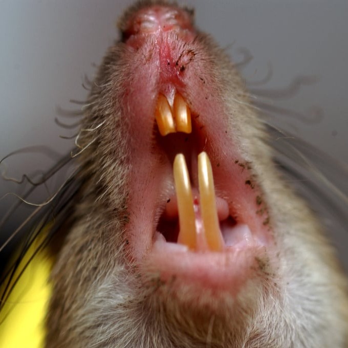 Дератизация крыс в Запорожье?